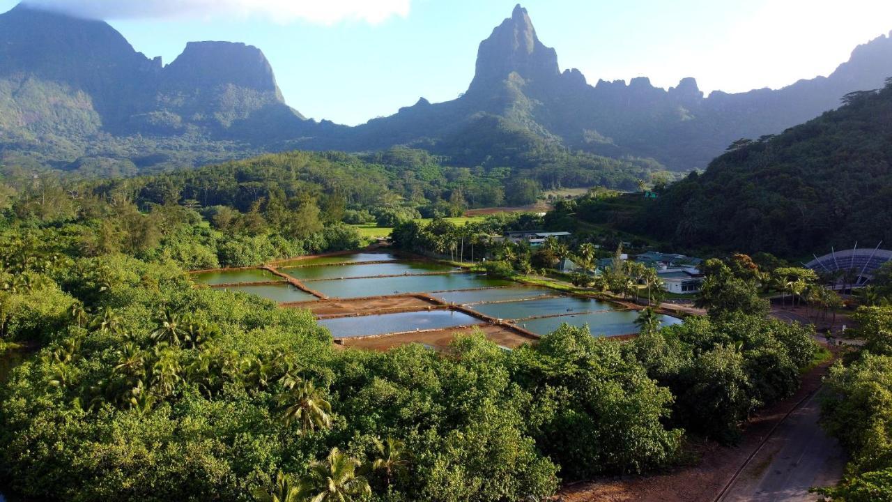 Eco Lodge Village Temanoha Paopao Eksteriør bilde